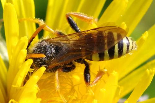 Nomada sp.